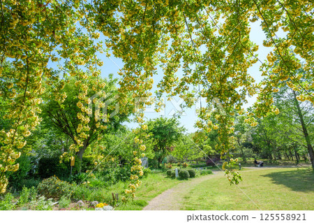 Climbing roses shining in the early summer sunlight at Ashiyahama Beach in Ashiya City, Hyogo Prefecture 125558921