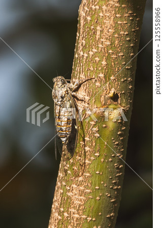 A detailed close-up shows a cicada clinging to a textured tree trunk. Its intricate wing and body patterns are clearly visible in the light. A detailed close-up shows a cicada clinging to a textured tree trunk. Its intricate wing and body patterns are clearly visible in the light. 125558966