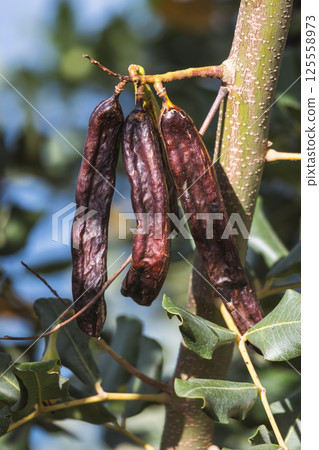 Three Seed Pods Hanging from a Tree Branch - A Close-Up Nature Scene with Green Leaves and Blue Sky in the Background. 125558973