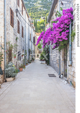Ston, historic town in Peljesac peninsula in Croatia, Europe. Charming European street with stone buildings, bright purple bougainvillea, and cats lounging in the sun. 125559024