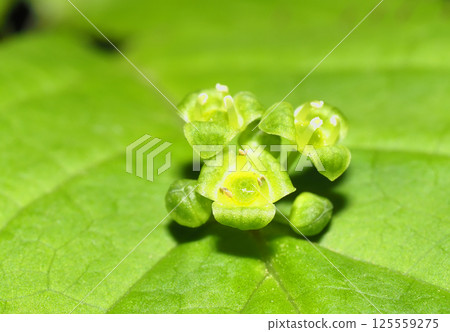 Hanaikada flower (male flower) 125559275