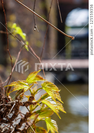 Ivy Square: Beautiful red bricks and ivy 125559356