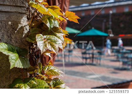 常春藤廣場：美麗的紅磚和常春藤 125559373