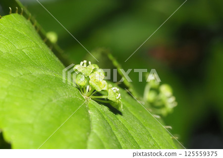 花板花（雄花） 125559375