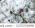 Pine cone on a branch in winter. Frost on pine needles. Winter background 125559496
