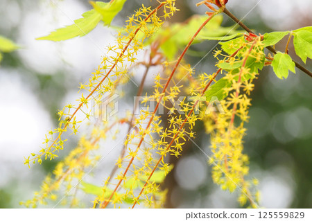 Three-leaved tree flower (male flower) 125559829