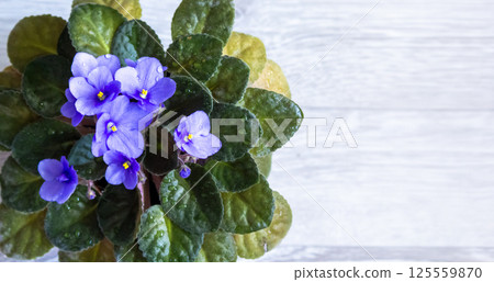 Purple - purple pansies on a beautiful background 125559870