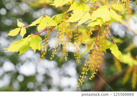 三葉樹花(雄花) 三葉樹花(雄花) 125560069