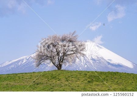 岩手縣瀧澤市瀧澤（三角山）和岩手山的一棵盛開的櫻花樹 125560152