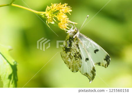 一隻雌性燕尾蝶正在吸食花蜜 一隻雌性燕尾蝶正在吸食花蜜 125560158