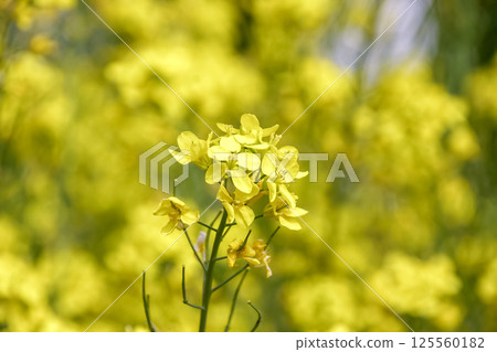 蕪菁花，其胚軸和葉子可食用，又稱鈴菜（春七草之一） 125560182