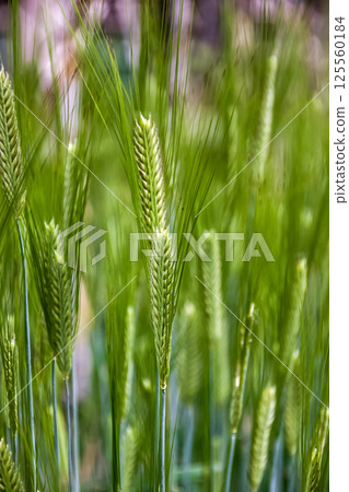 Spring two-row barley ears, used to make barley tea and beer 125560184