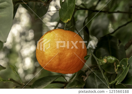 芸香科（柑橘）屬的一種常綠中型橘子 125560188
