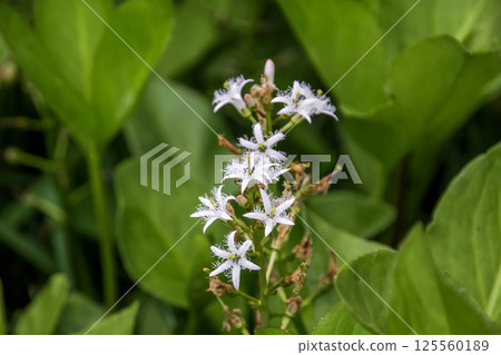 Menyanthes trifoliata（Menyantheceae），常見於池塘和湖泊 125560189