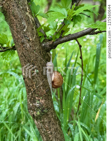 Large snail resting on a branch surrounded by green grass, captured in a natural outdoor setting, close view, vertical photo, concepts of nature, wildlife, and slow living 125560644