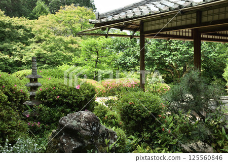 Shisendo Jozanji Temple: The garden in the season of azalea flowers as seen from the Shisen Room (Sakyo Ward, Kyoto City) Shisendo Jozanji Temple: The garden in the season of azalea flowers as seen from the Shisen Room (Sakyo Ward, Kyoto City) 125560846