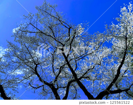 Sakura that shines in the blue sky Sakura that shines in the blue sky 125561522