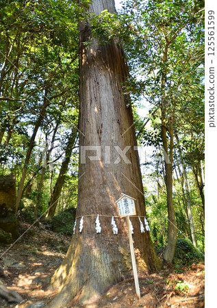 埼玉縣寄居鎮府府富宮神社神樹府府杉 埼玉縣寄居鎮府府富宮神社神樹府府杉 125561599
