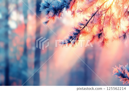 Sunlight filtering through frost covered branches creates a soft glow in winter woods 125562214