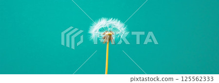 Dandelion seed head with some seeds still attached, creating a delicate and ethereal look against a vibrant turquoise background, evoking themes of nature, fragility, and the passage of time 125562333