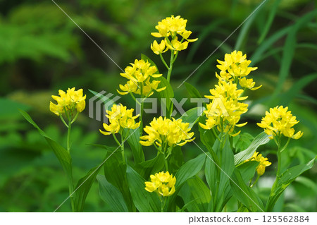 Kinran Flower 125562884