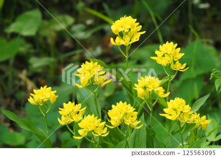 Kinran Flower 125563095