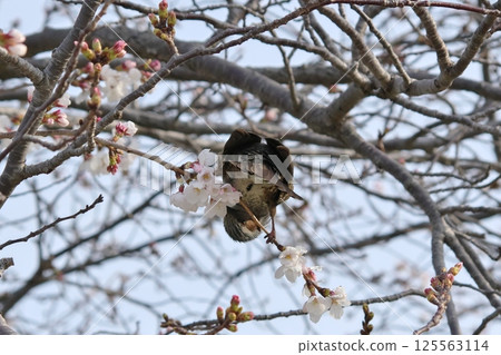 Bulbuls and cherry blossoms brighten up Japan's spring Bulbuls and cherry blossoms brighten up Japan's spring 125563114