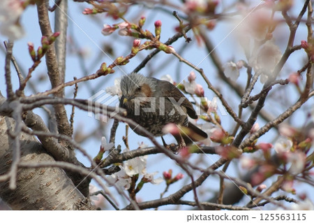Bulbuls and cherry blossoms brighten up Japan's spring 125563115