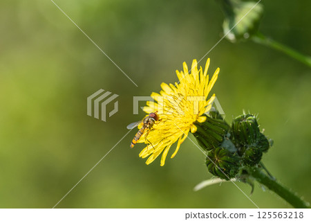 Marmalade hoverfly Marmalade hoverfly 125563218