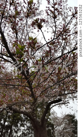 櫻花和新鮮的綠色 櫻花和新鮮的綠色 125563282