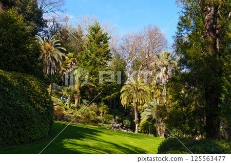 Vibrant garden with palm trees and lush greenery under blue sky 125563477