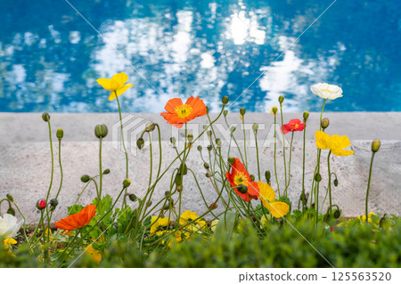 Orange, white and yellow poppies by swimming pool. Blooming wildflowers in garden by blue water. Bright summer flowers concept. Nature, outdoor, floral, freshness, relaxation Orange, white and yellow poppies by swimming pool. Blooming wildflowers in garden by blue water. Bright summer flowers concept. Nature, outdoor, floral, freshness, relaxation 125563520