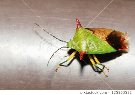 Bighorn bug (male) Bighorn bug (male) 125563552