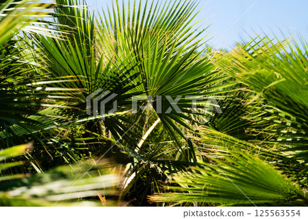 Bright green palm leaves basking in sunlight, tropical and serene atmosphere 125563554