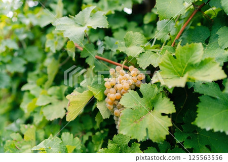 Bunch of white grapes between the grape leaves in vineyard 125563556