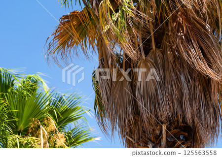 Tall palm tree with green and yellowing fronds against blue sky 125563558