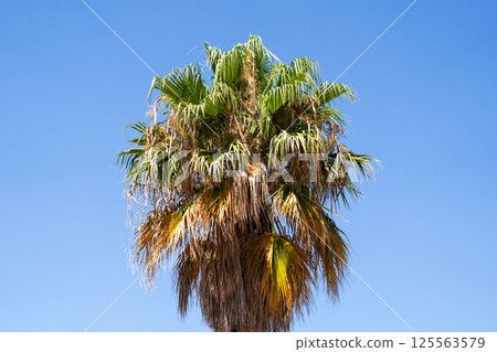 Tall palm tree with green and yellowing fronds against blue sky Tall palm tree with green and yellowing fronds against blue sky 125563579