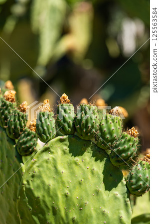 Prickly pear or Indian fig opuntia cactus. Barbary fig or spineless cactus with small fruits 125563584