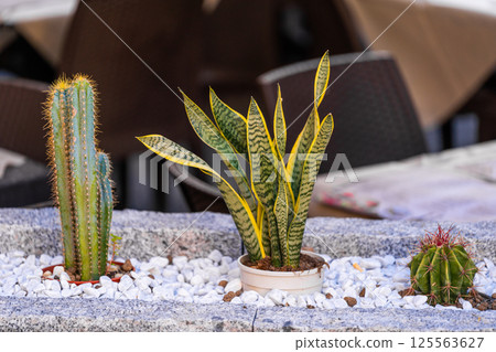 Potted cactus and snake plant in decorative stone bed Potted cactus and snake plant in decorative stone bed 125563627