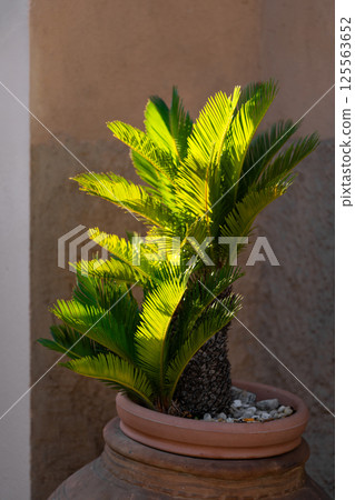 Potted palm in terracotta planter with sunlight 125563652