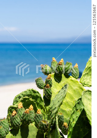 Prickly pear or Indian fig opuntia cactus. Barbary fig or spineless cactus with small fruits 125563667