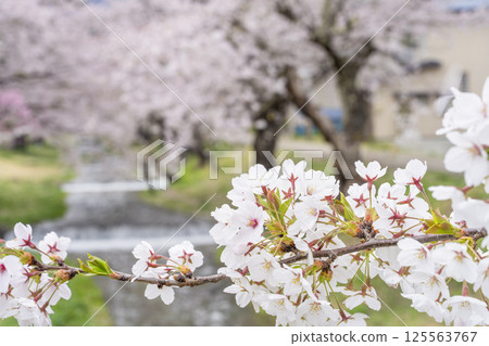 Spring cherry blossom trees in full bloom along the Kannonji River in Inawashiro, Fukushima Prefecture 125563767