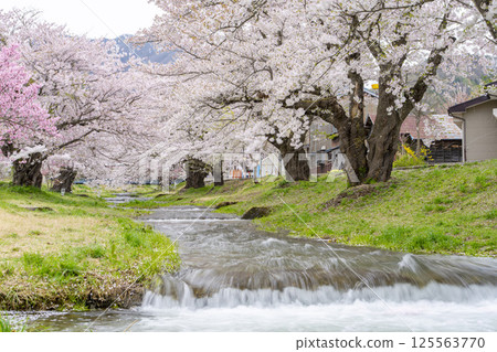 Spring cherry blossom trees in full bloom along the Kannonji River in Inawashiro, Fukushima Prefecture Spring cherry blossom trees in full bloom along the Kannonji River in Inawashiro, Fukushima Prefecture 125563770