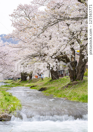 Spring cherry blossom trees in full bloom along the Kannonji River in Inawashiro, Fukushima Prefecture 125563771