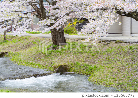 Spring cherry blossom trees in full bloom along the Kannonji River in Inawashiro, Fukushima Prefecture 125563772