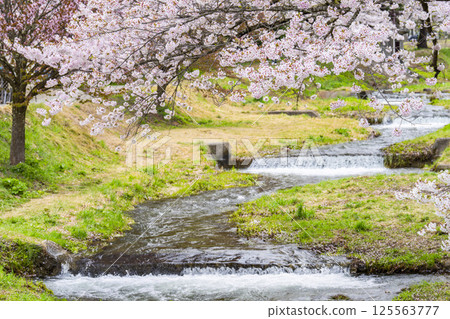 福島縣豬苗代町,春天的櫻花樹排,觀音寺川櫻花盛開 福島縣豬苗代町,春天的櫻花樹排,觀音寺川櫻花盛開 125563777