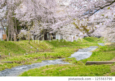 Spring cherry blossom trees in full bloom along the Kannonji River in Inawashiro, Fukushima Prefecture Spring cherry blossom trees in full bloom along the Kannonji River in Inawashiro, Fukushima Prefecture 125563790
