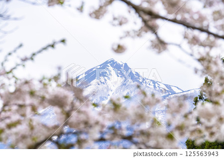 Mount Bandai and the cherry blossoms of Kannonji River in full bloom, Inawashiro Town, Fukushima Prefecture Mount Bandai and the cherry blossoms of Kannonji River in full bloom, Inawashiro Town, Fukushima Prefecture 125563943