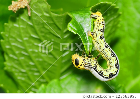 Larvae of the broad-winged moth Larvae of the broad-winged moth 125563953