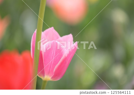 公園裡盛開的粉紅色鬱金香 公園裡盛開的粉紅色鬱金香 125564111